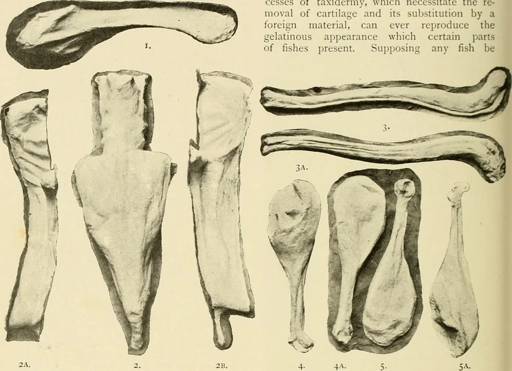 An illustration from The encyclopaedia of sport, 1897, leaf 493