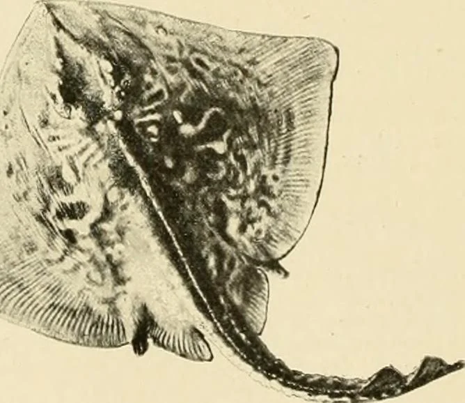 An illustration from The encyclopaedia of sport, 1897, leaf 495