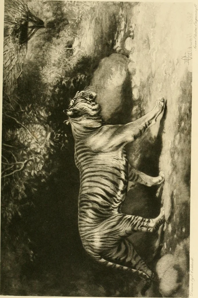 An illustration from The encyclopaedia of sport, 1897, leaf 510
