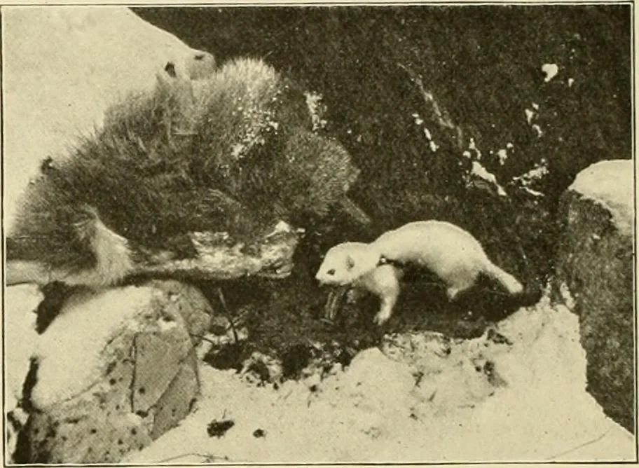 An illustration from The encyclopaedia of sport, 1897, leaf 521