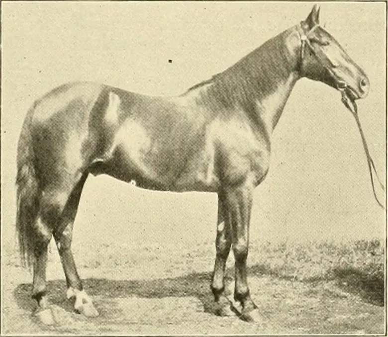 An illustration from The encyclopaedia of sport, 1897, leaf 526