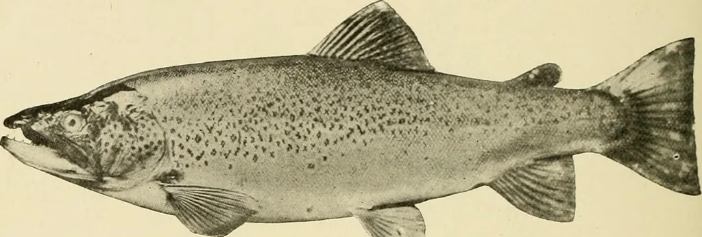An illustration from The encyclopaedia of sport, 1897, leaf 531