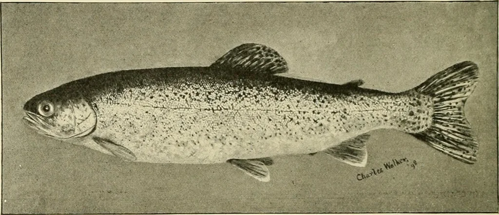 An illustration from The encyclopaedia of sport, 1897, leaf 537