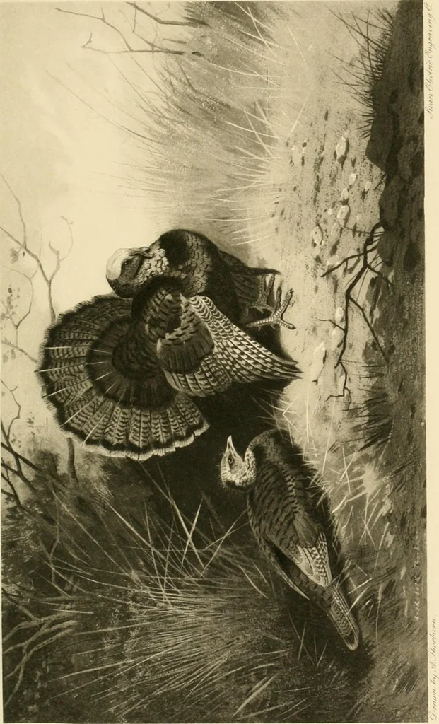 An illustration from The encyclopaedia of sport, 1897, leaf 544