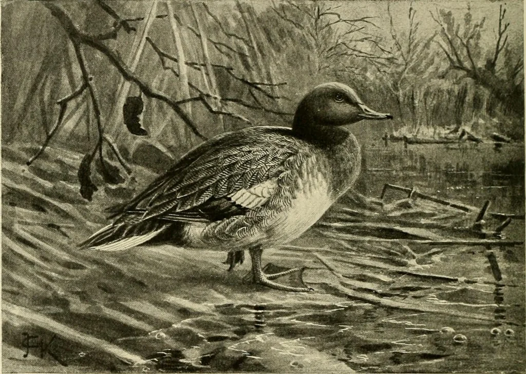 An illustration from The encyclopaedia of sport, 1897, leaf 581