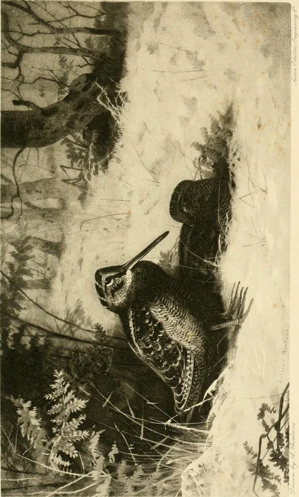 An illustration from The encyclopaedia of sport, 1897, leaf 590