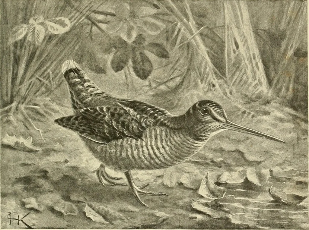 An illustration from The encyclopaedia of sport, 1897, leaf 592