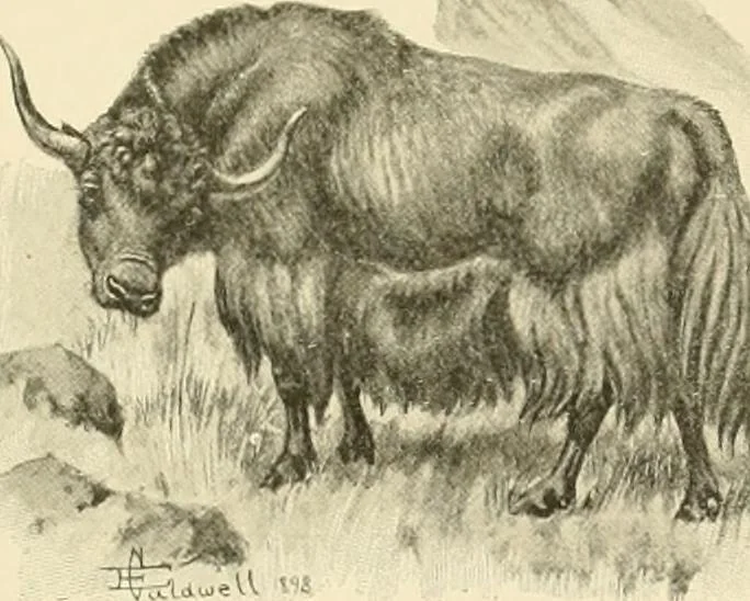 An illustration from The encyclopaedia of sport, 1897, leaf 686