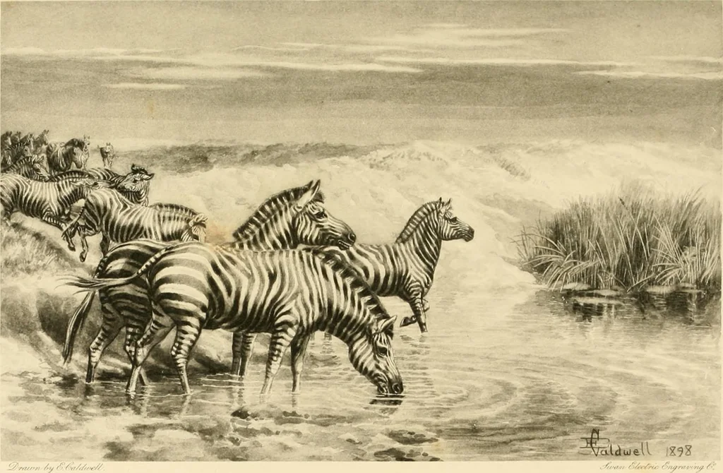 An illustration from The encyclopaedia of sport, 1897, leaf 688