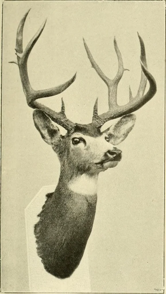 An illustration from The encyclopaedia of sport, 1897, leaf 74