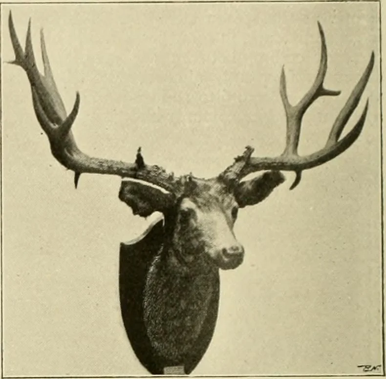 An illustration from The encyclopaedia of sport, 1897, leaf 75