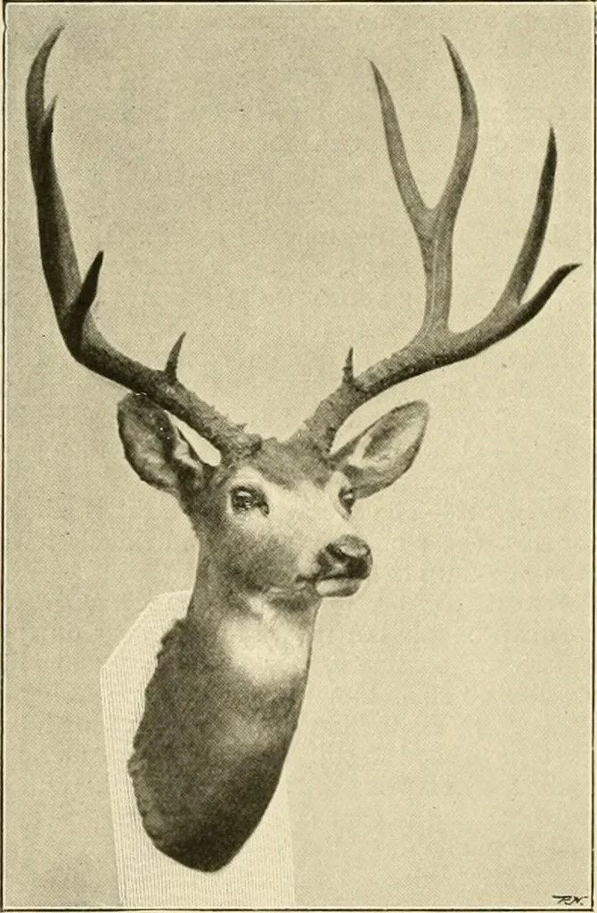 An illustration from The encyclopaedia of sport, 1897, leaf 75