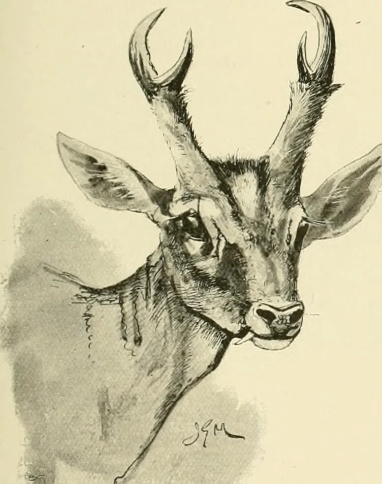 An illustration from The encyclopaedia of sport, 1897, leaf 76