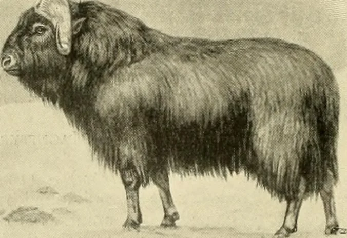 An illustration from The encyclopaedia of sport, 1897, leaf 77