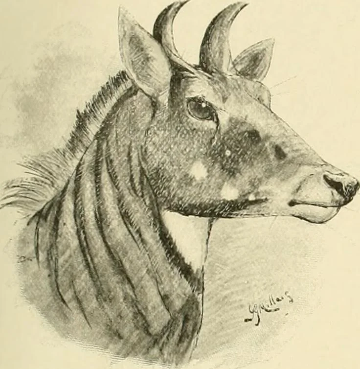 An illustration from The encyclopaedia of sport, 1897, leaf 80