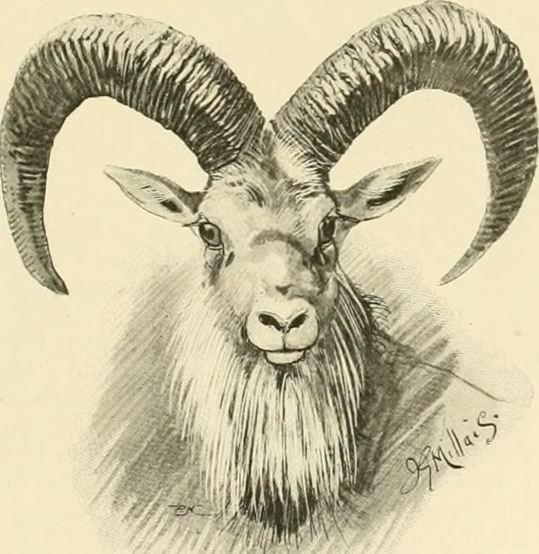 An illustration from The encyclopaedia of sport, 1897, leaf 80