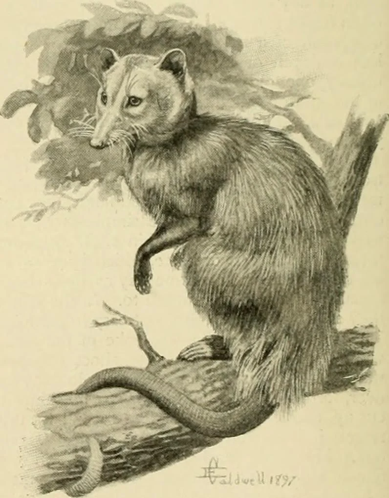 An illustration from The encyclopaedia of sport, 1897, leaf 81