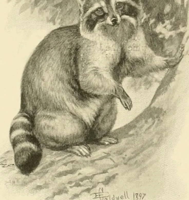 An illustration from The encyclopaedia of sport, 1897, leaf 82