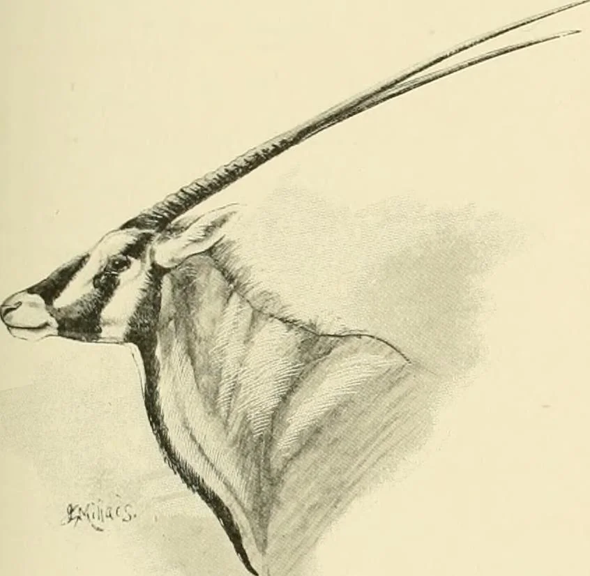An illustration from The encyclopaedia of sport, 1897, leaf 84