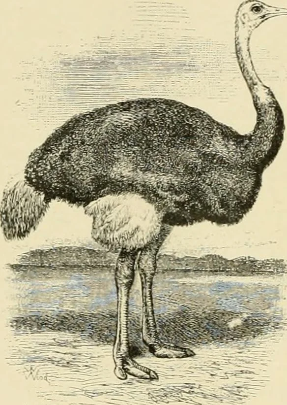 An illustration from The encyclopaedia of sport, 1897, leaf 85