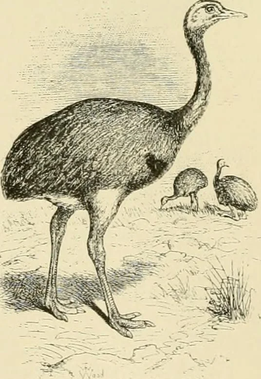 An illustration from The encyclopaedia of sport, 1897, leaf 87