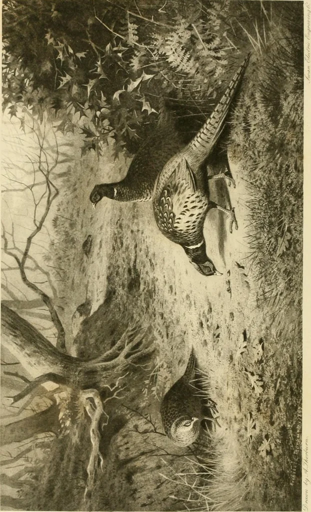 An illustration from The encyclopaedia of sport, 1897, leaf 9