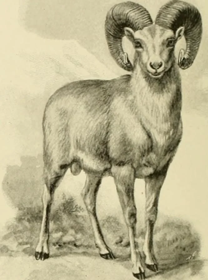 An illustration from The encyclopaedia of sport, 1897, leaf 91