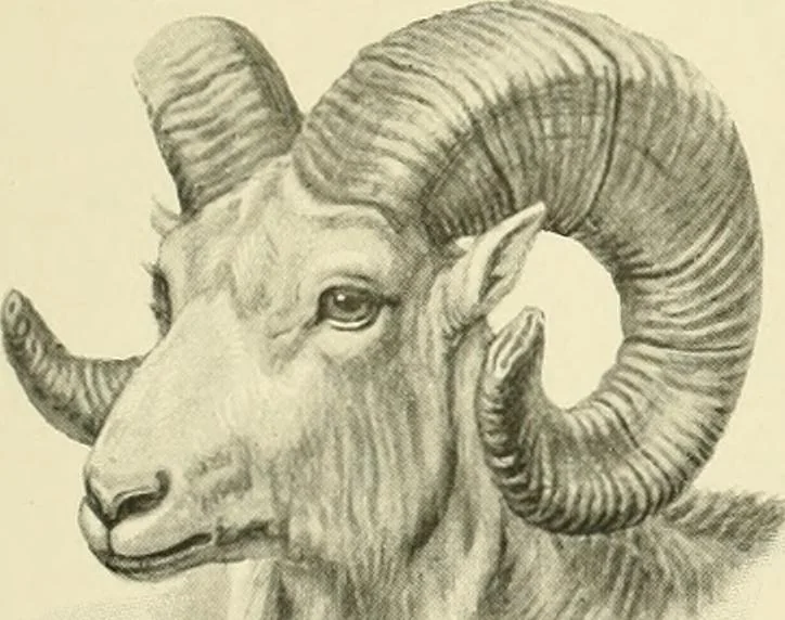 An illustration from The encyclopaedia of sport, 1897, leaf 92