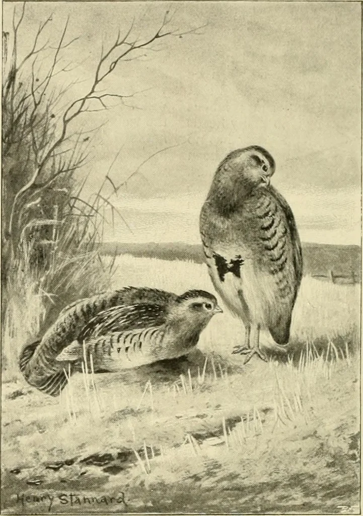An illustration from The encyclopaedia of sport, 1897, leaf 93
