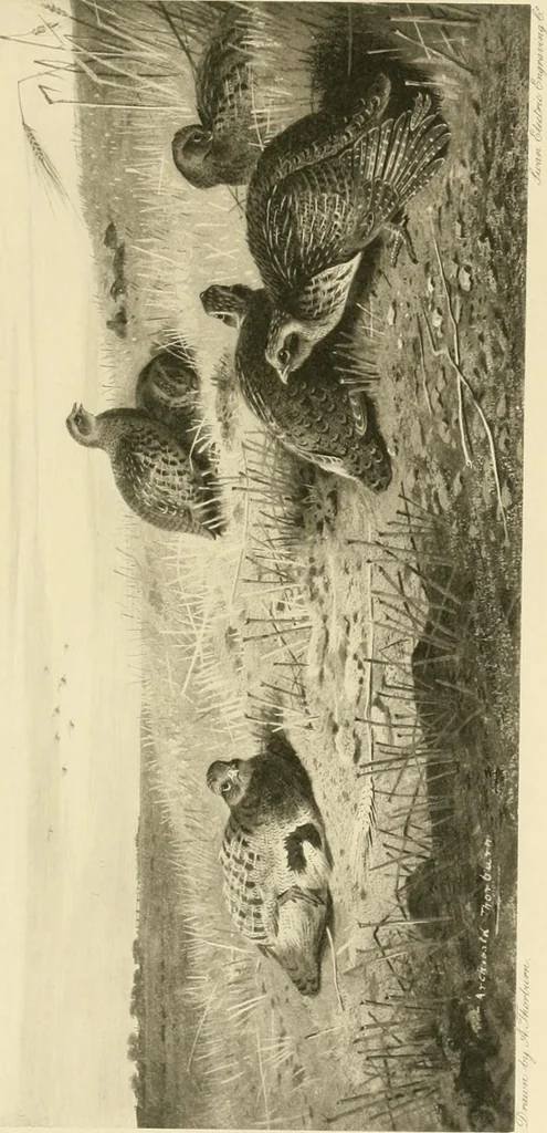 An illustration from The encyclopaedia of sport, 1897, leaf 94