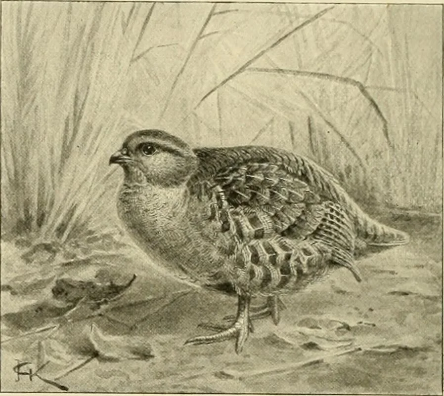 An illustration from The encyclopaedia of sport, 1897, leaf 97