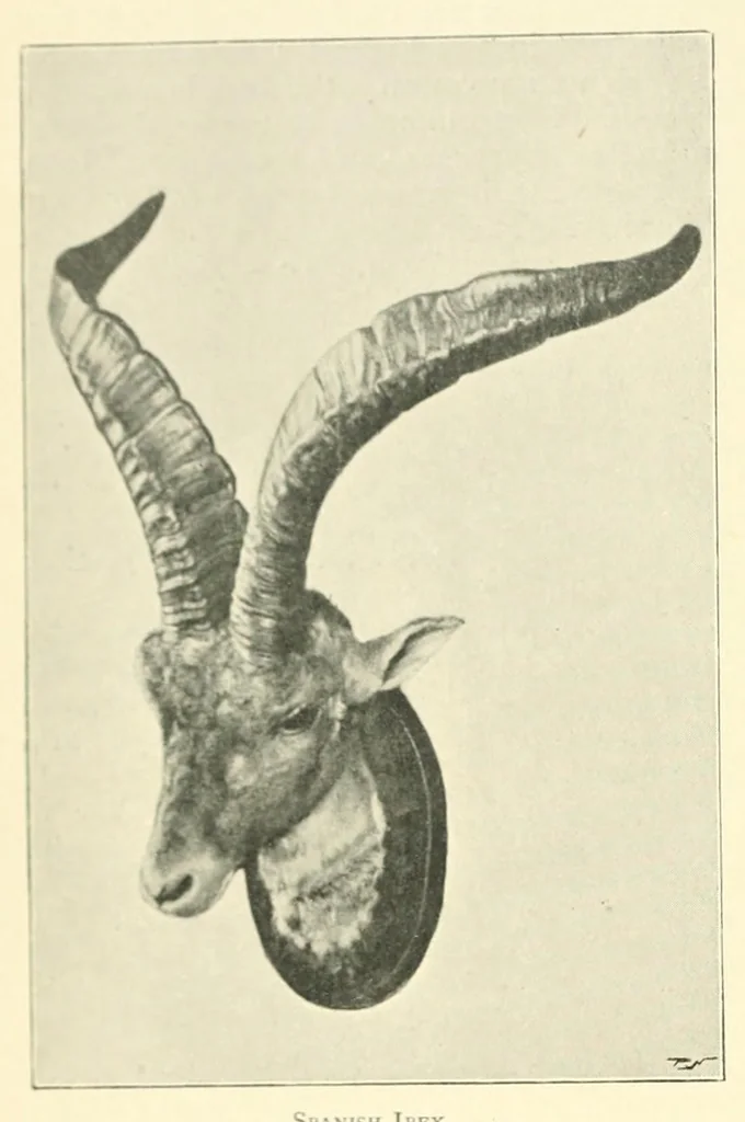 An illustration from The Encyclopædia of sport & games, 1912, leaf 106