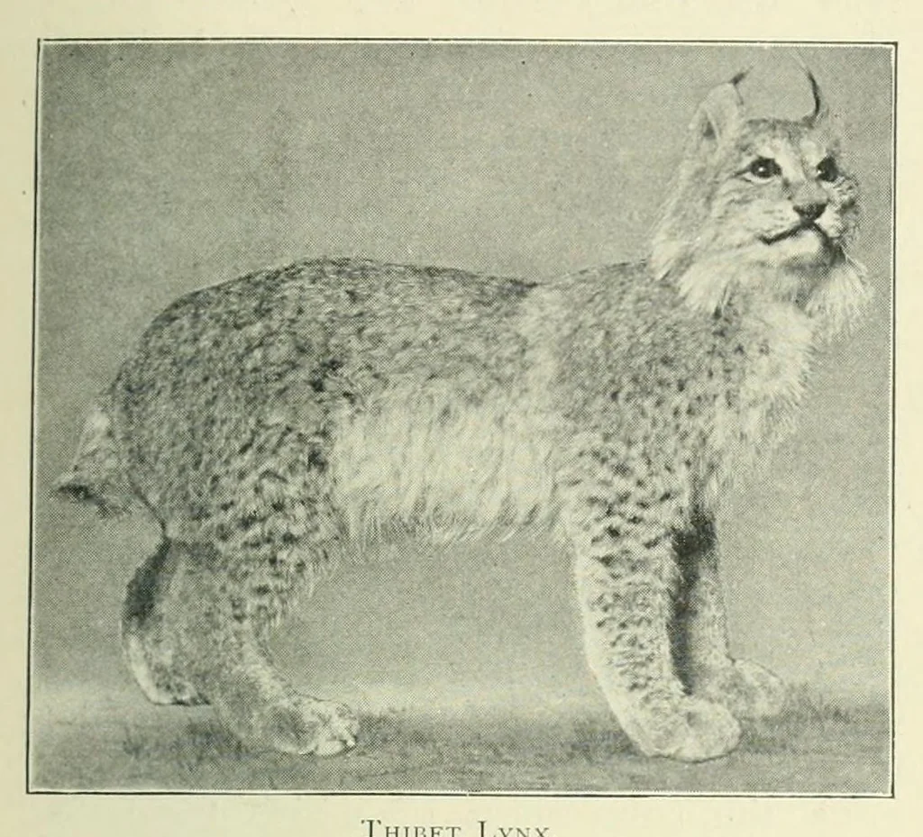 An illustration from The Encyclopædia of sport & games, 1912, leaf 201