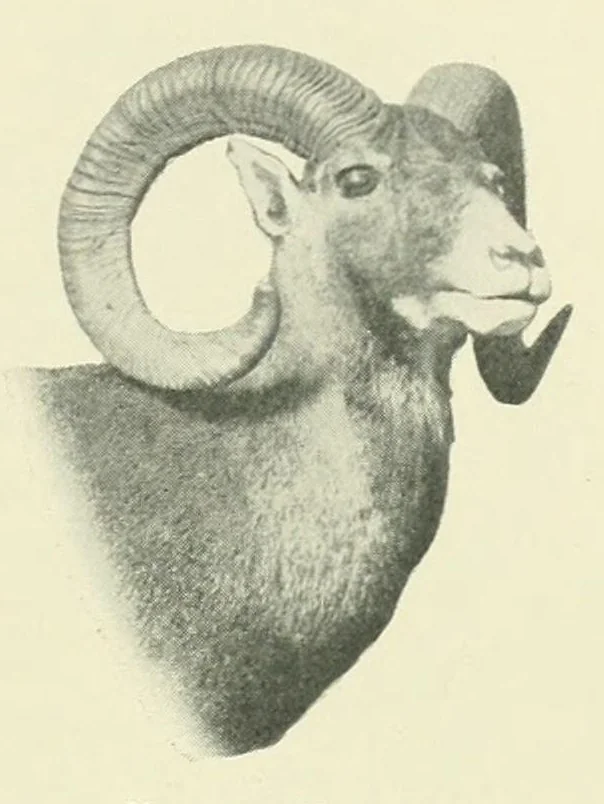 An illustration from The Encyclopædia of sport & games, 1912, leaf 221