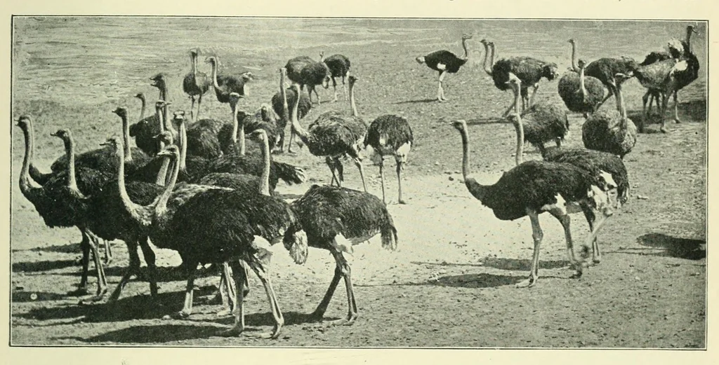 An illustration from The Encyclopædia of sport & games, 1912, leaf 301