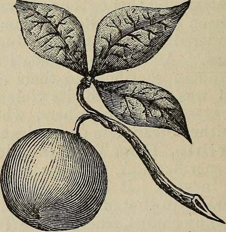 An illustration from An encyclopædia of freemasonry and its kindred sciences .., 1894, leaf 1050