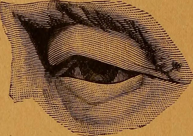 An illustration from Encyclopædia of human nature and physiognomy .., 1889, leaf 164