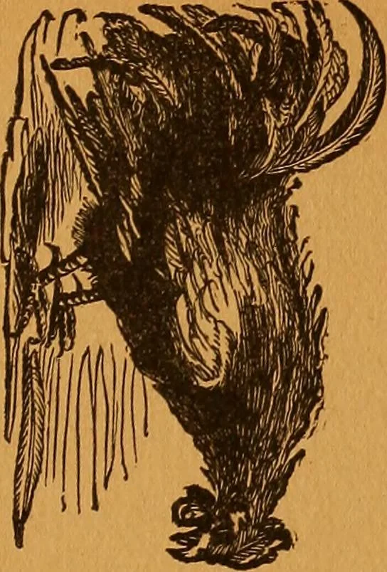 An illustration from Encyclopædia of human nature and physiognomy .., 1889, leaf 267