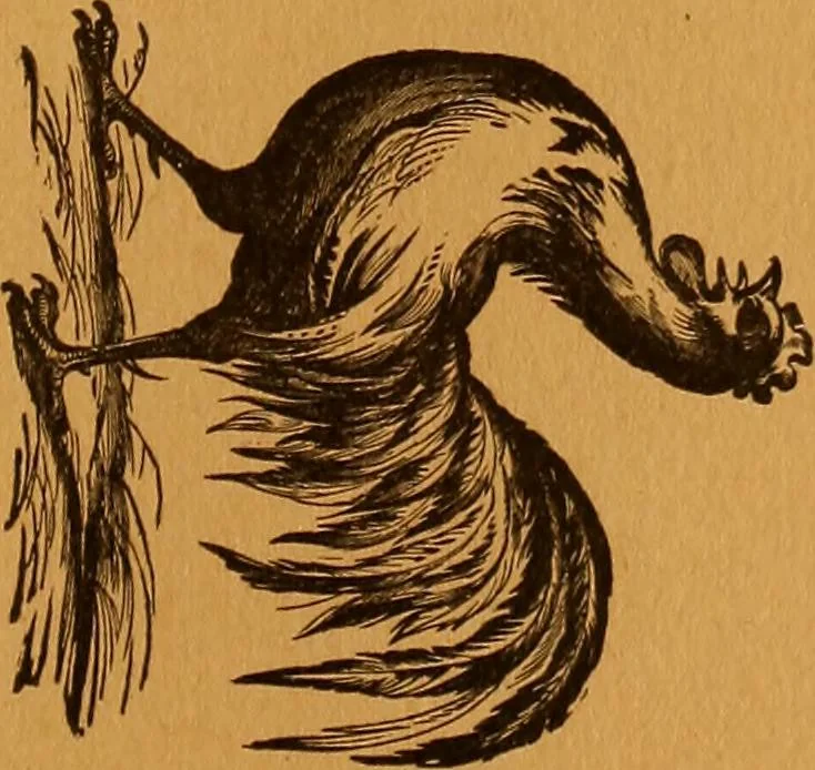 An illustration from Encyclopædia of human nature and physiognomy .., 1889, leaf 267