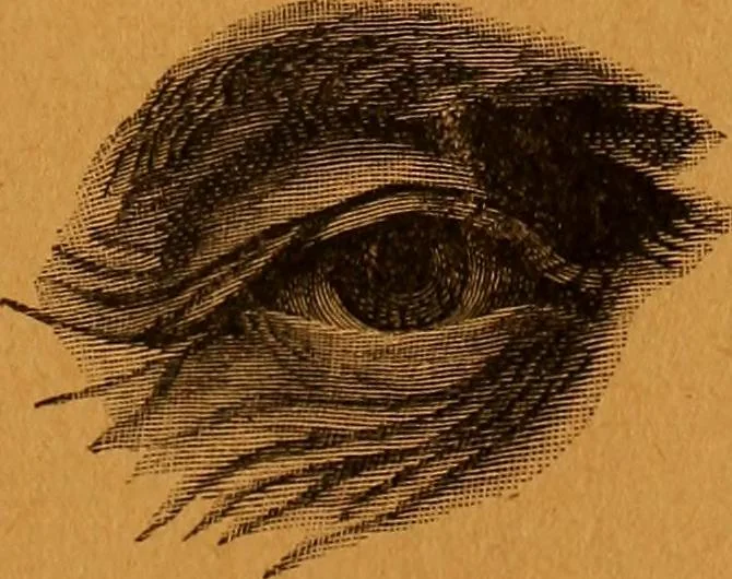 An illustration from Encyclopædia of human nature and physiognomy .., 1889, leaf 317