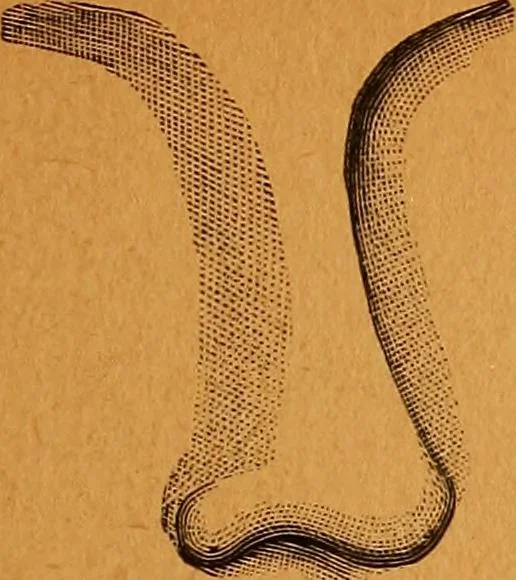 An illustration from Encyclopædia of human nature and physiognomy .., 1889, leaf 41