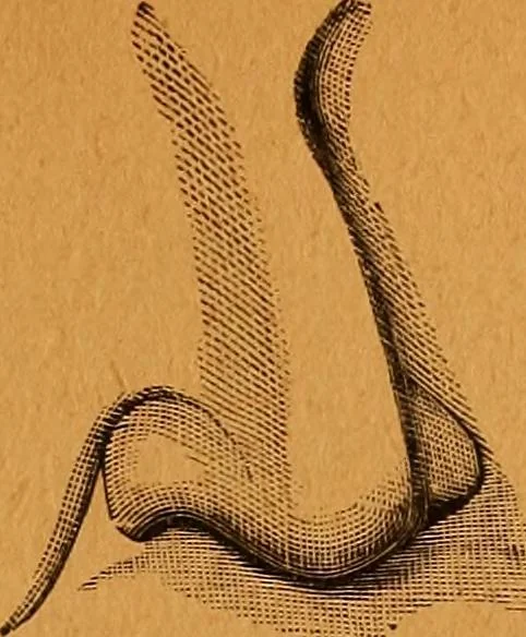 An illustration from Encyclopædia of human nature and physiognomy .., 1889, leaf 41