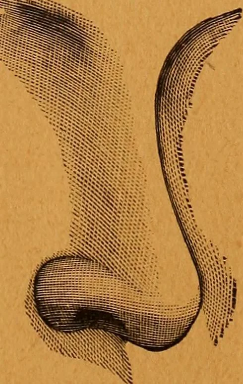 An illustration from Encyclopædia of human nature and physiognomy .., 1889, leaf 41
