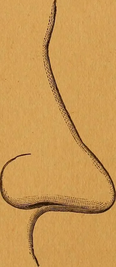 An illustration from Encyclopædia of human nature and physiognomy .., 1889, leaf 47