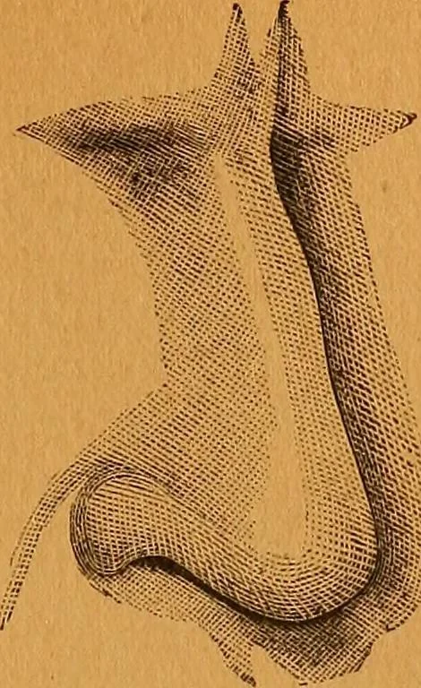An illustration from Encyclopædia of human nature and physiognomy .., 1889, leaf 47