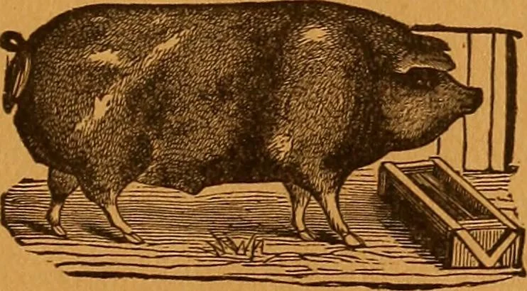 An illustration from Encyclopædia of human nature and physiognomy .., 1889, leaf 475
