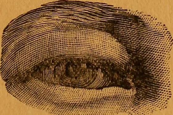 An illustration from Encyclopædia of human nature and physiognomy .., 1889, leaf 591
