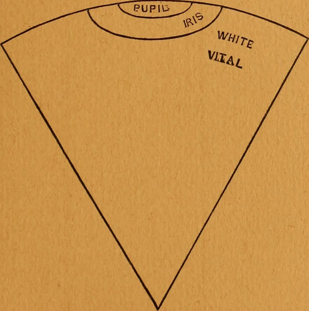 An illustration from Encyclopædia of human nature and physiognomy .., 1889, leaf 601