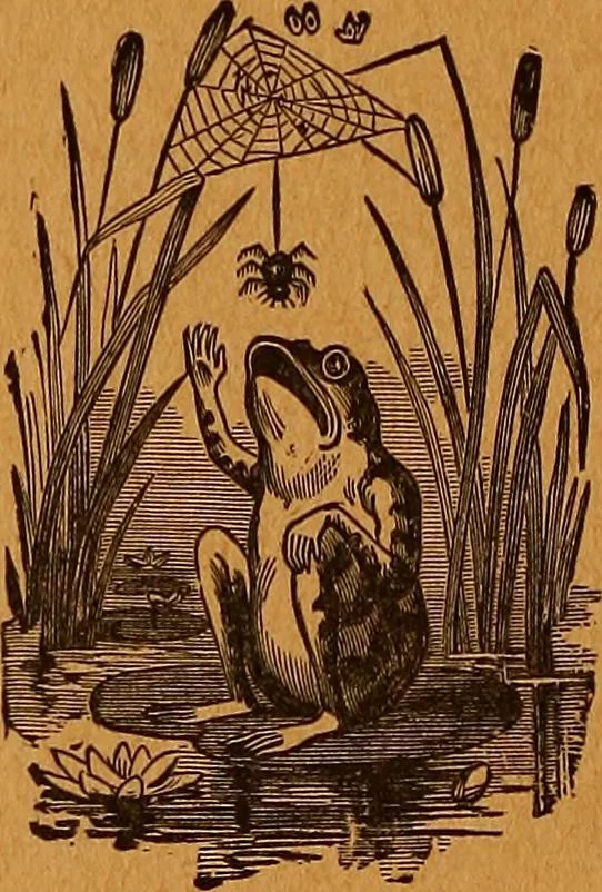 An illustration from Encyclopædia of human nature and physiognomy .., 1889, leaf 640