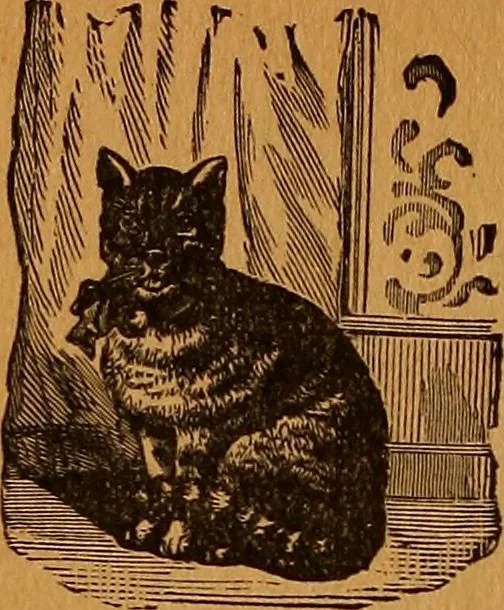 An illustration from Encyclopædia of human nature and physiognomy .., 1889, leaf 708